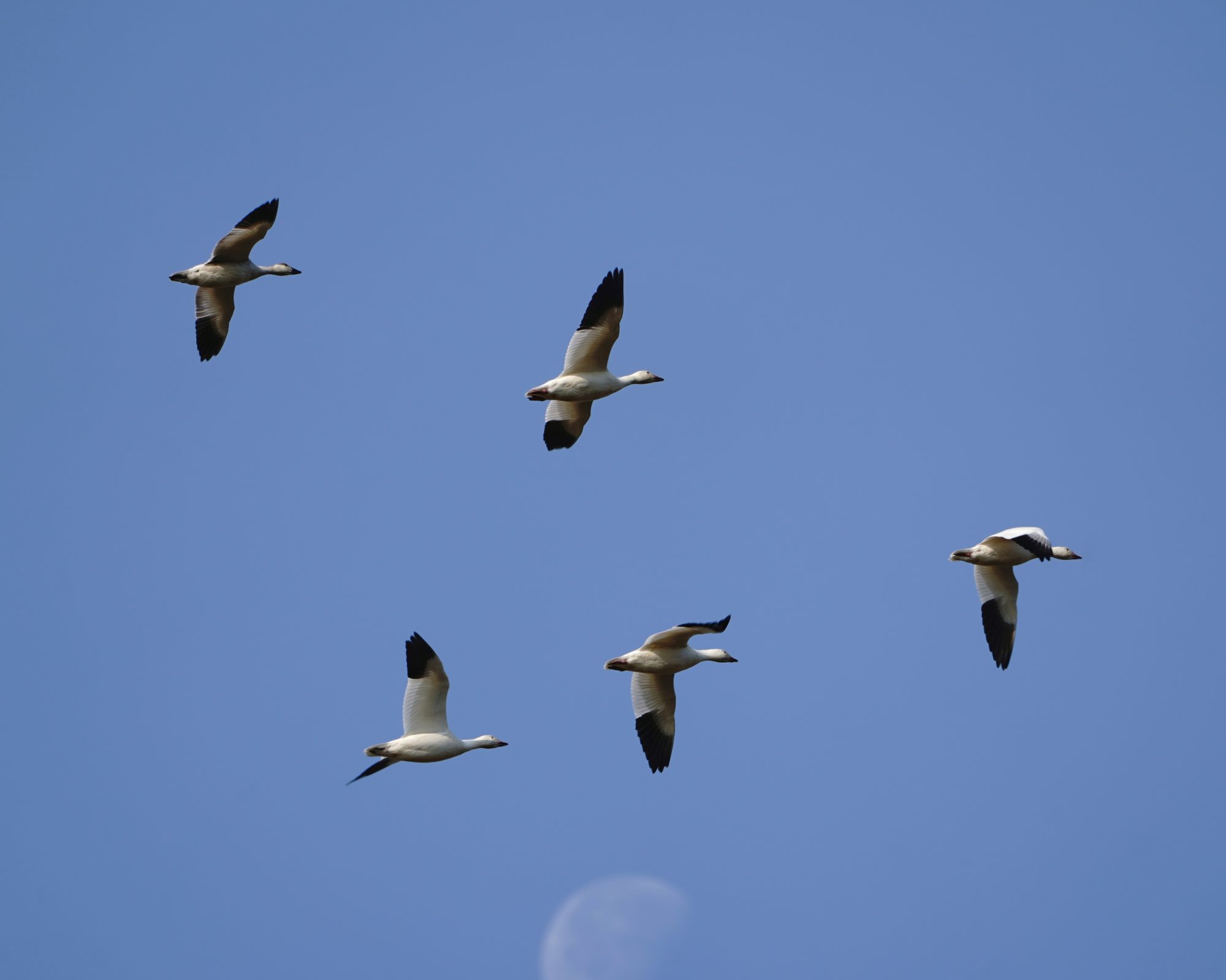 Snow Geese