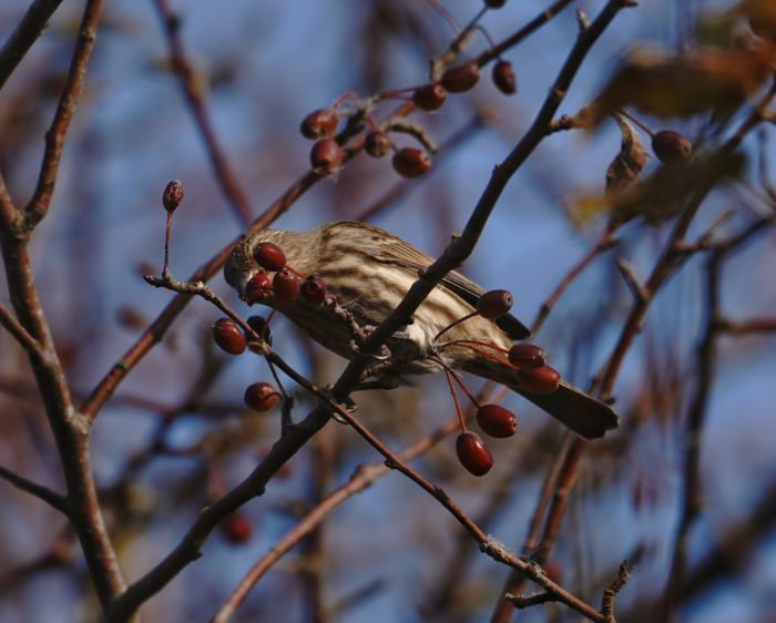 House Finch