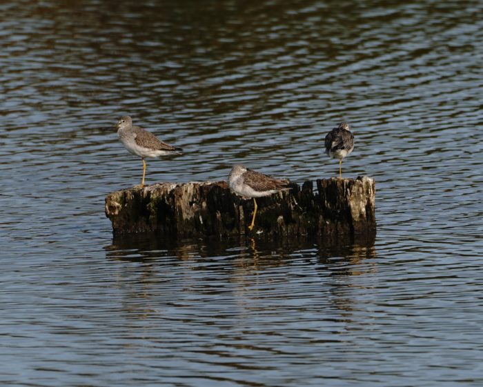 Greater Yellowlegs