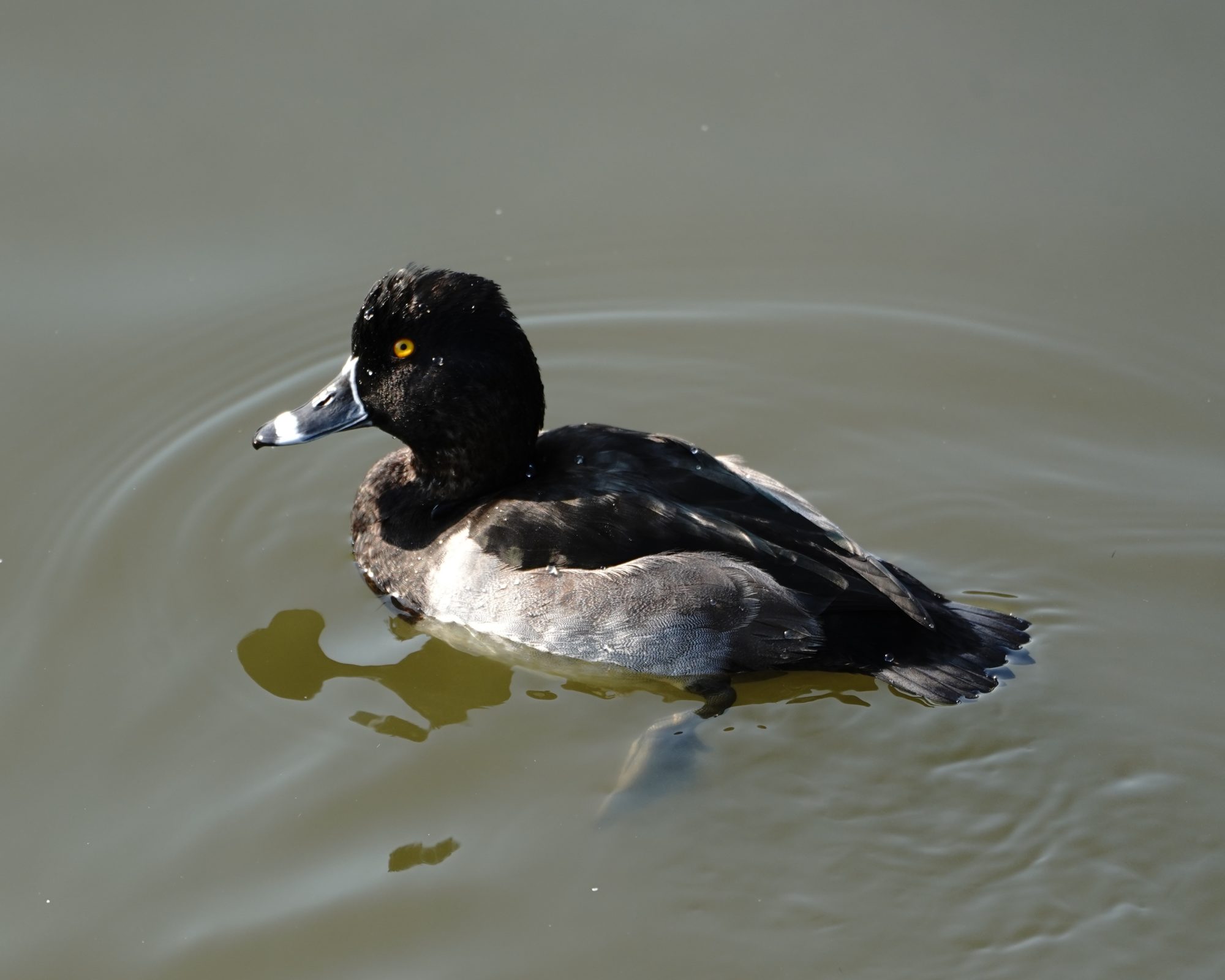 Ring-necked Duck