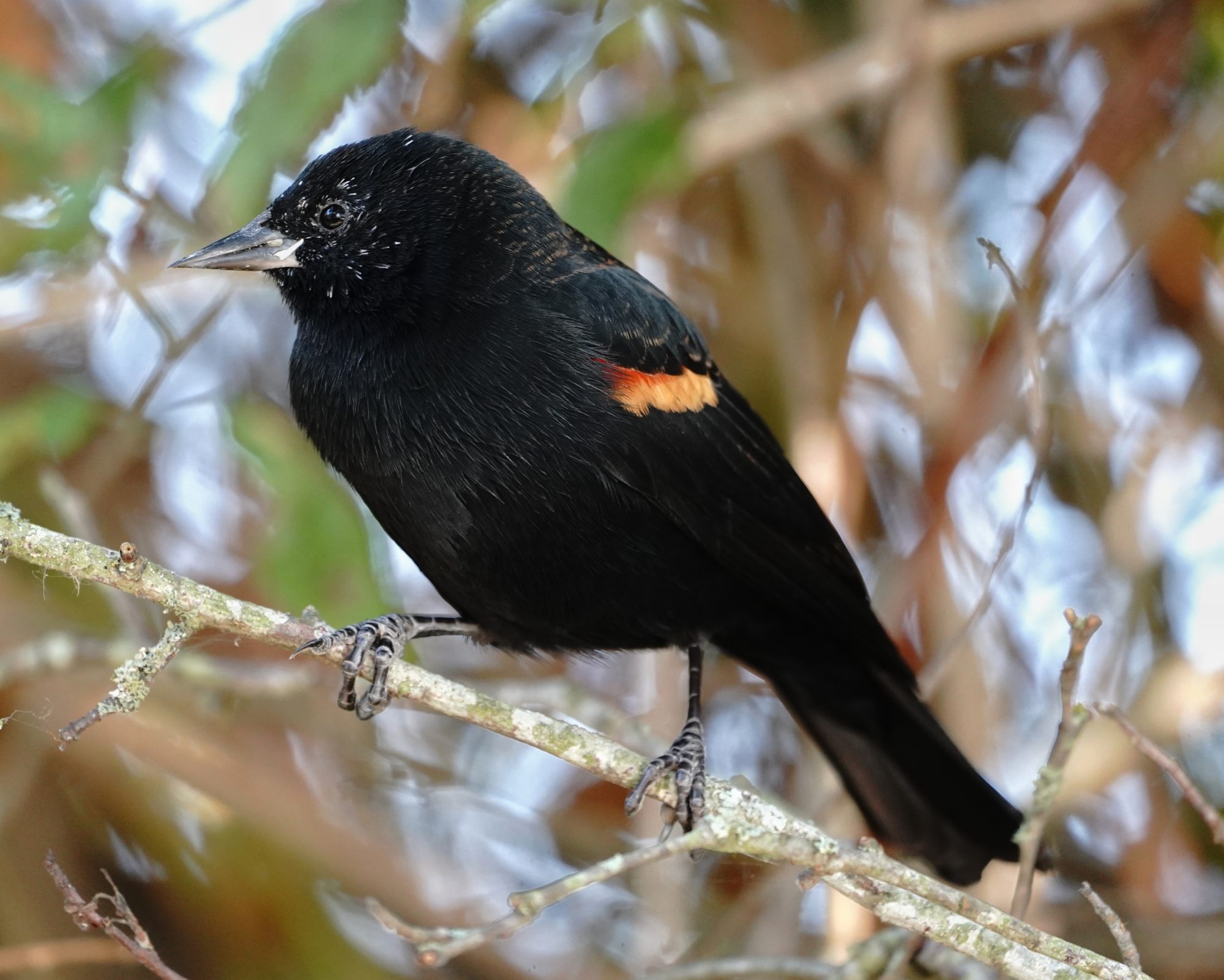 Red-winged Blackbird