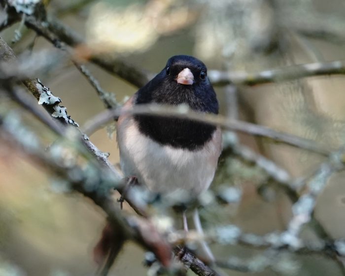 Dark-eyed Junco