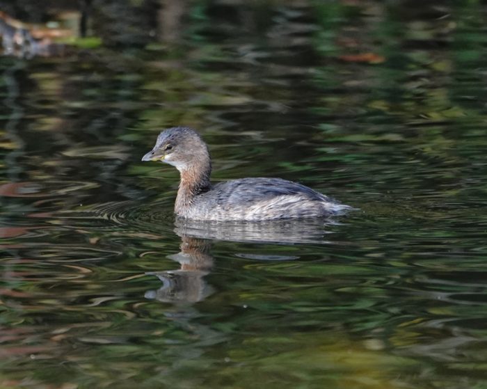 Pied-billed Grebe