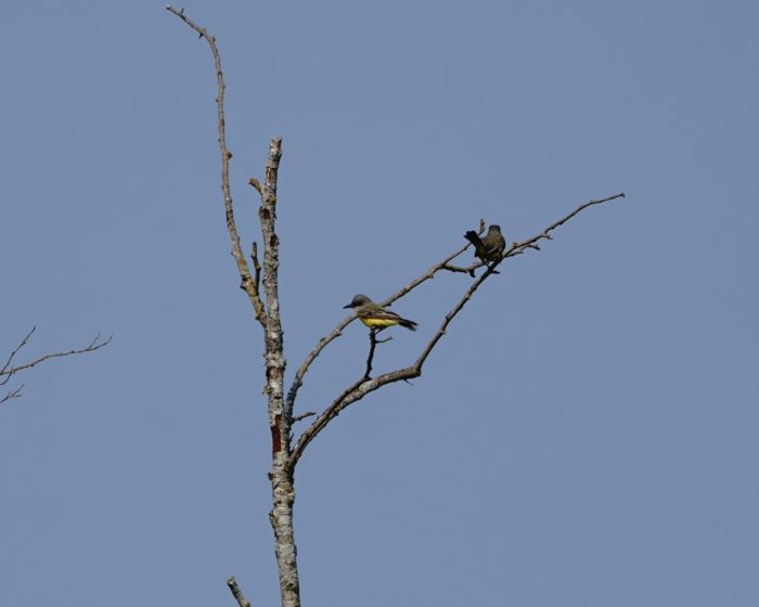 Tropical Kingbirds