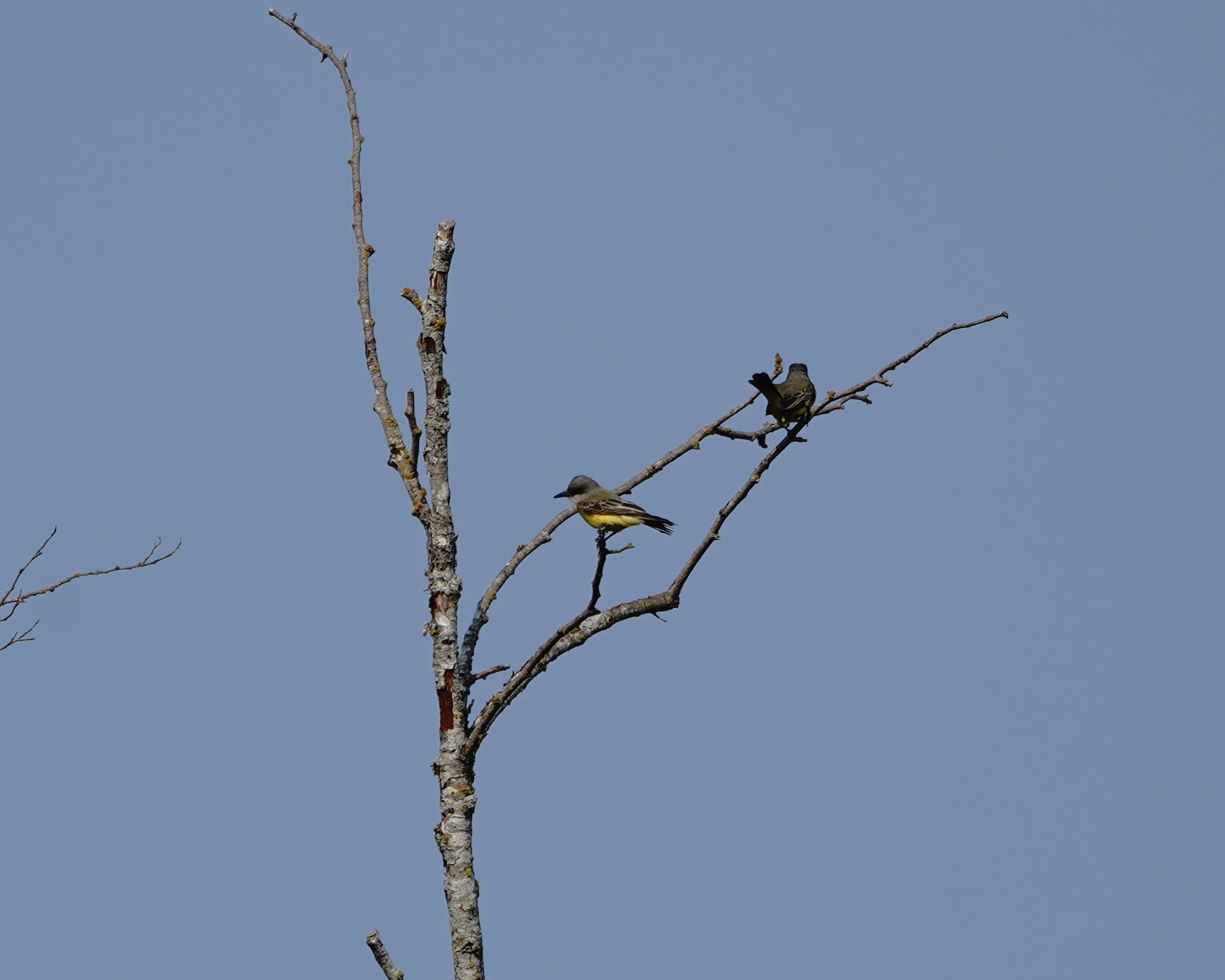 Tropical Kingbirds