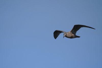 Seagull in flight