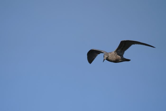 Seagull in flight