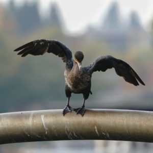 Double-crested Cormorant stretching wings