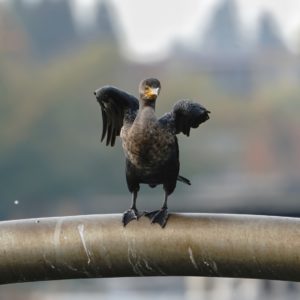 Double-crested Cormorant folding wings