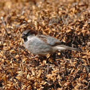 House Sparrow in dried bush