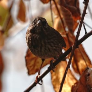 Song Sparrow in the shade