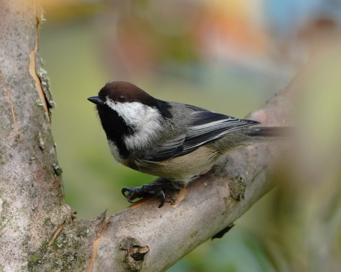 Black-capped Chickadee