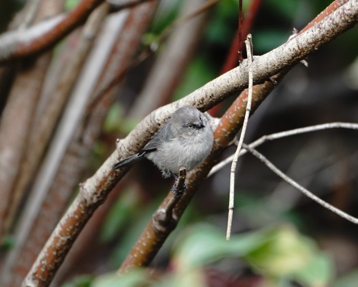 Bushtit glaring