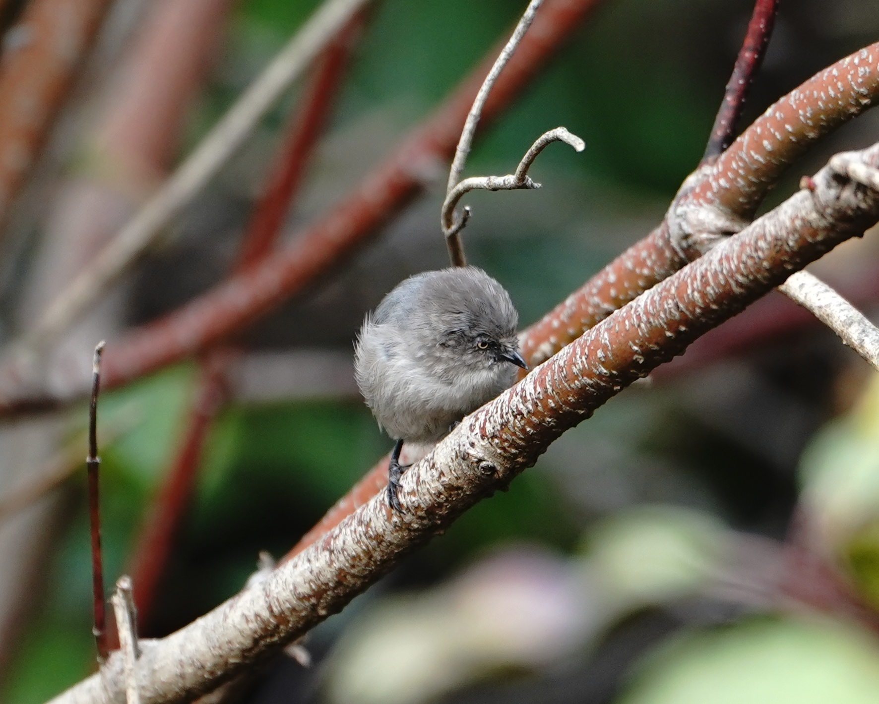 Bushtit digging into bark