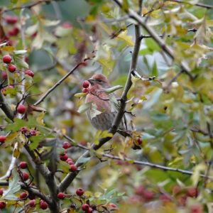 House Finch and berries