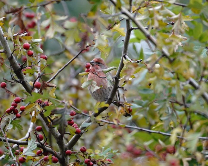 House Finch and berries