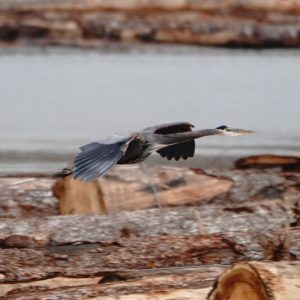 Great Blue Heron in flight