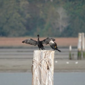 Two cormorants on a post