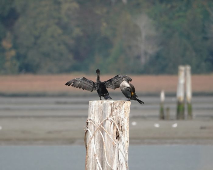 Two cormorants on a post