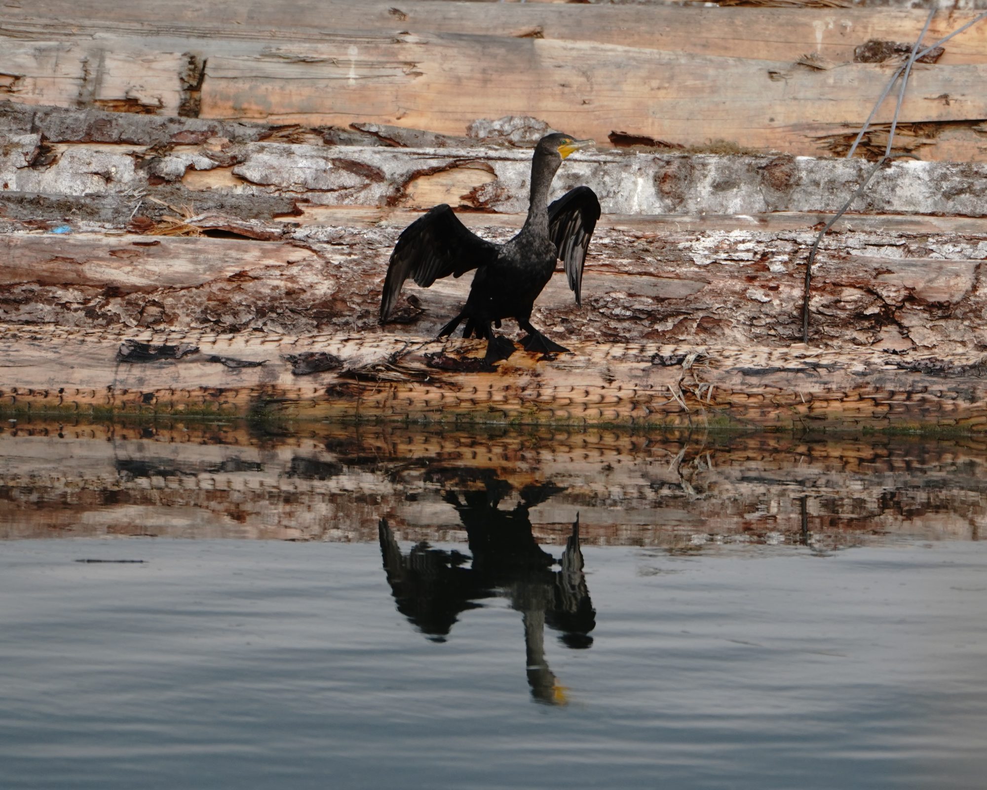Cormorant on logs