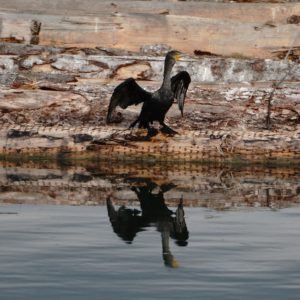 Cormorant on logs