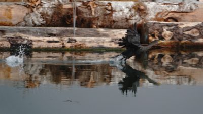 Cormorant running on water