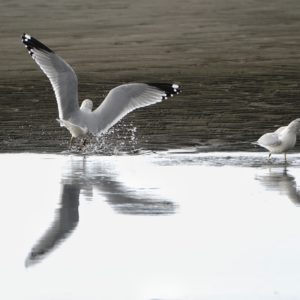 Ring-billed gulls