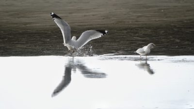 Ring-billed gulls