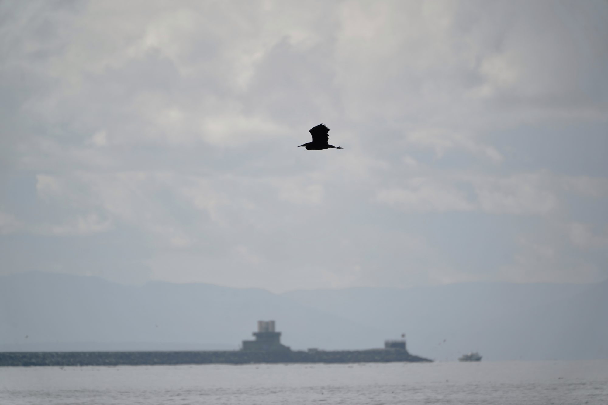 Heron in flight