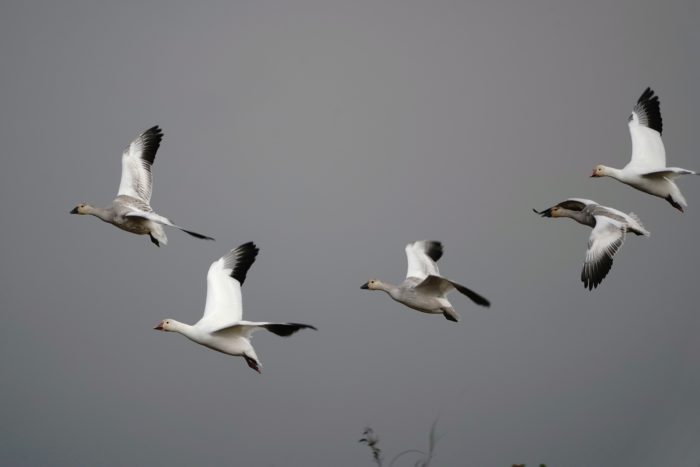 Snow geese in flight