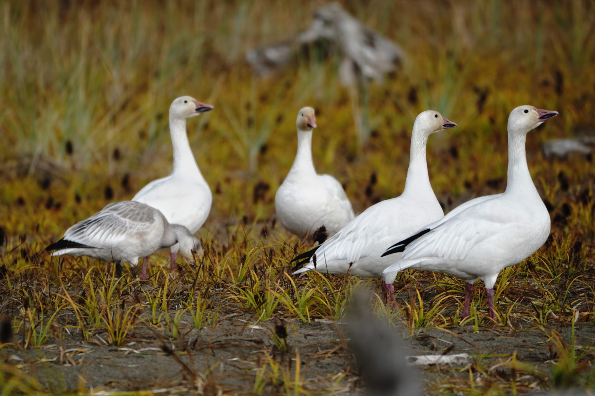 Snow Geese