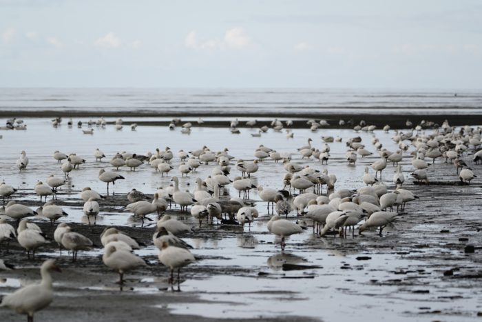 Snow Geese