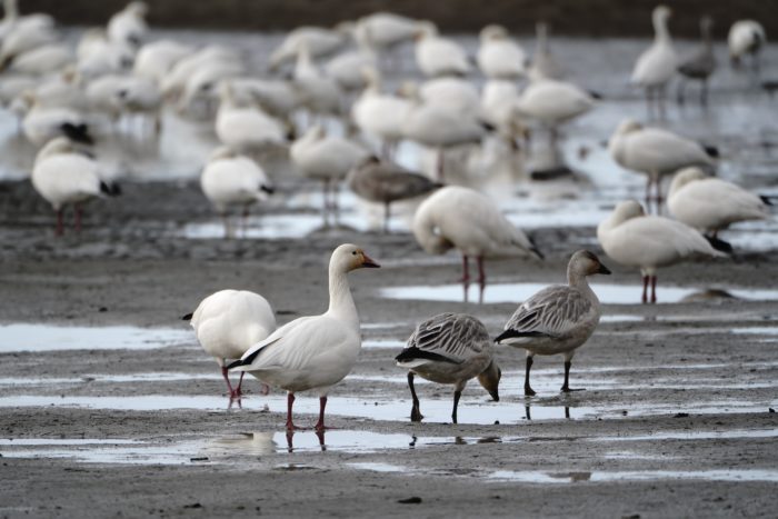 Snow Geese