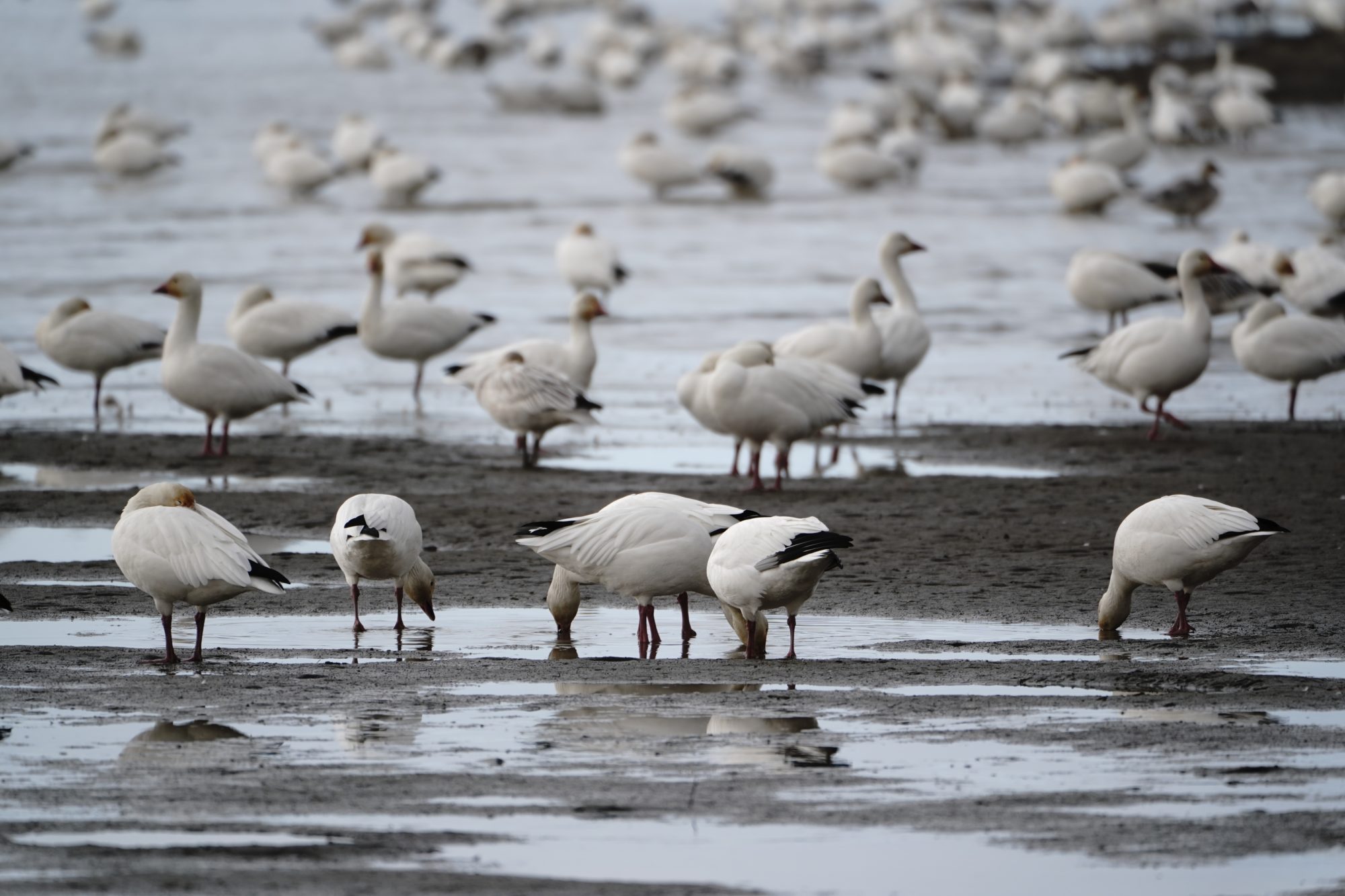 Snow Geese