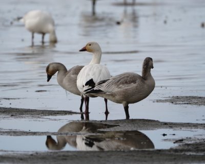 Snow Geese