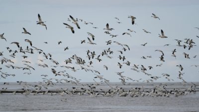 Snow Geese