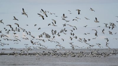 Snow Geese