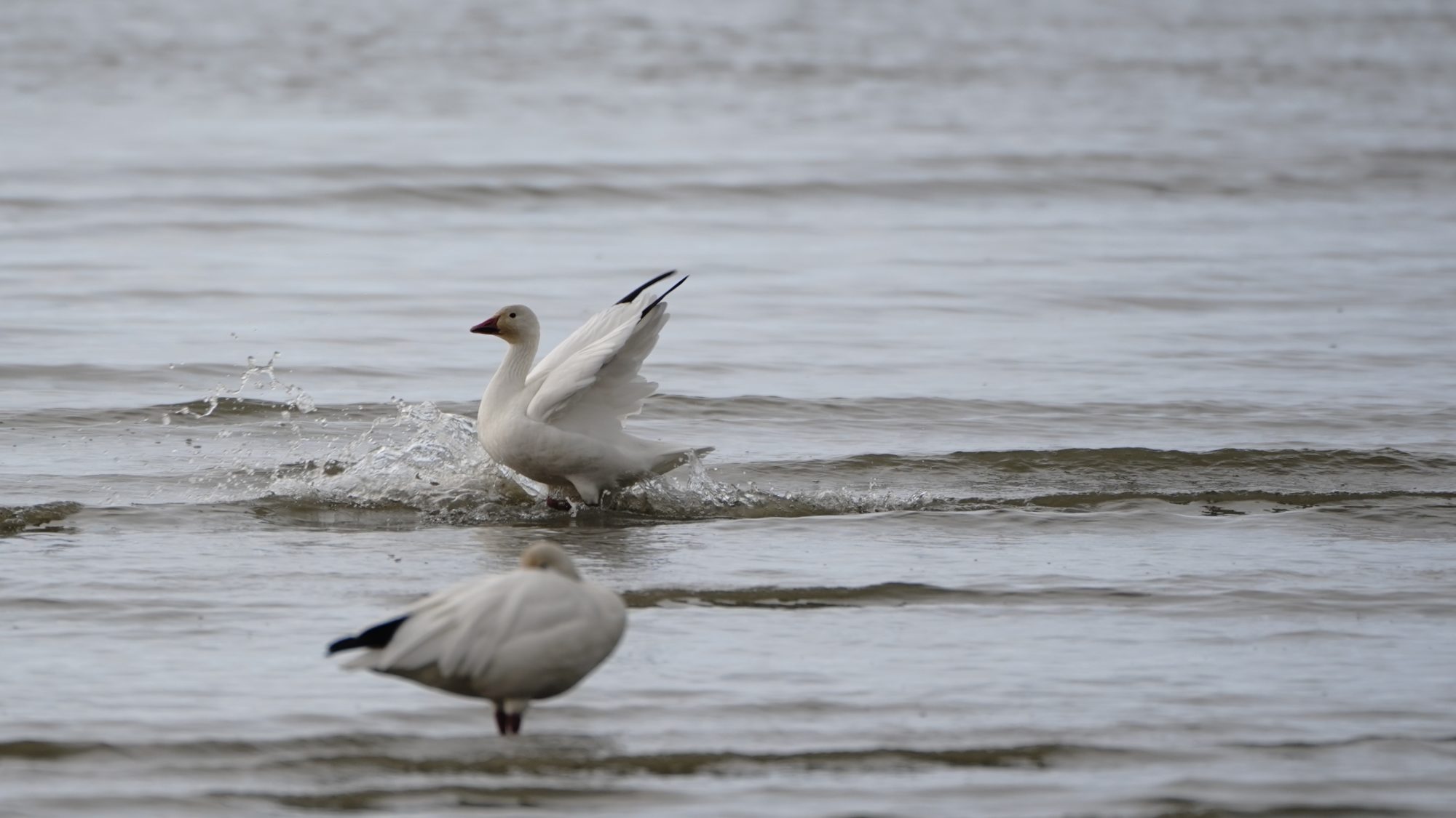 Snow Geese