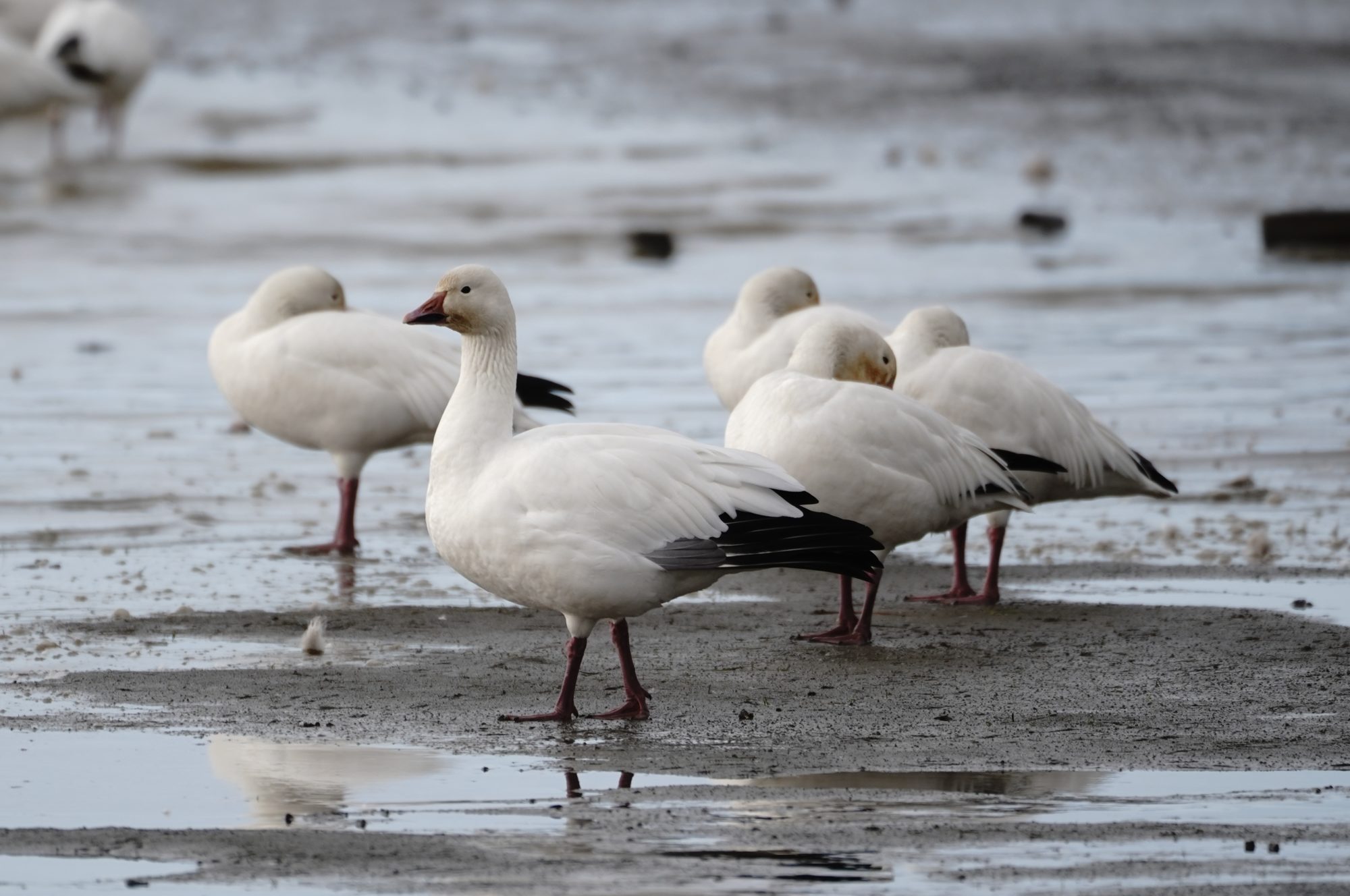 Snow Geese