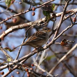 Golden-crowned Sparrow in a tree