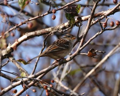 Golden-crowned Sparrow in a tree