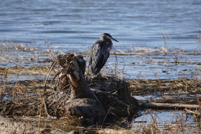 Great Blue Heron