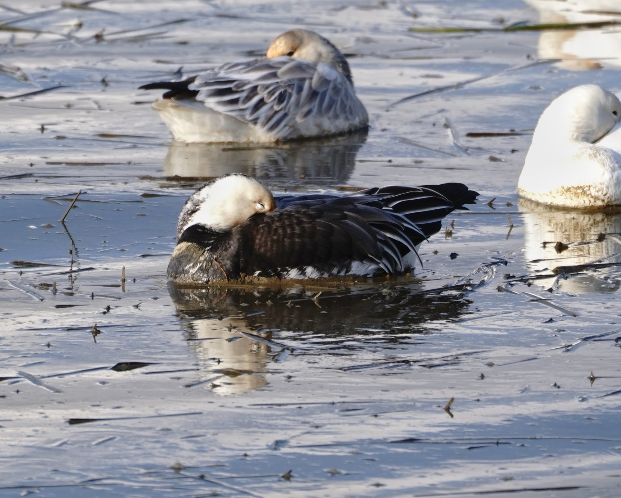 Snow Goose, blue morph