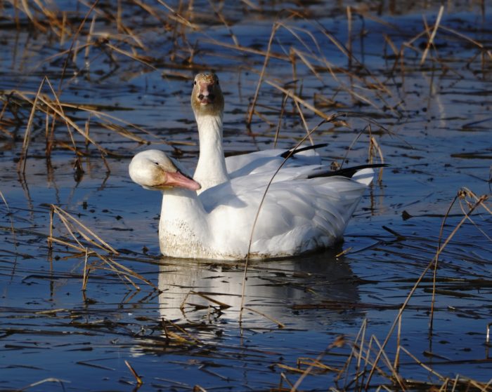 Snow Geese