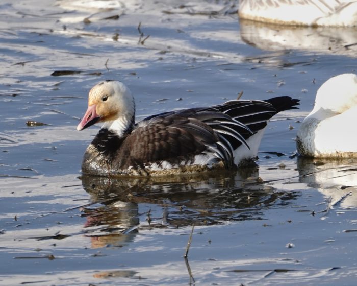 Snow Goose, blue morph