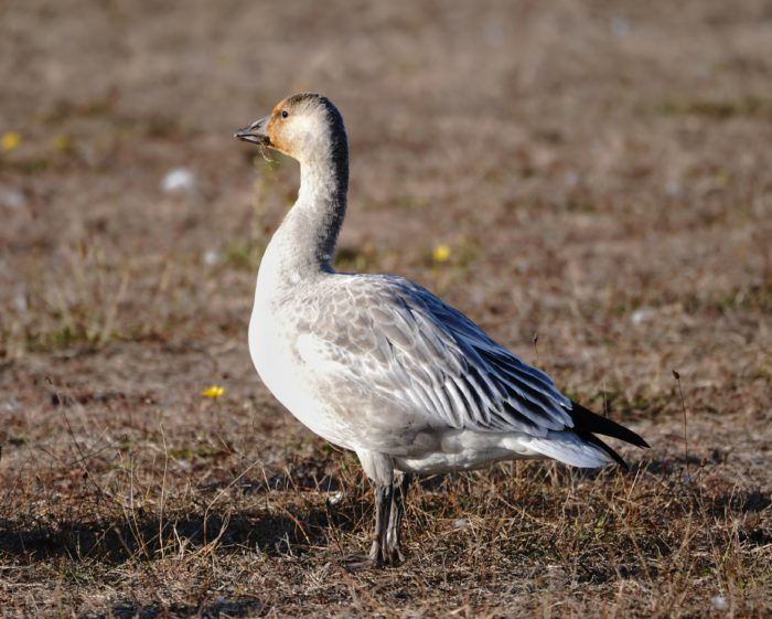 Snow Goose