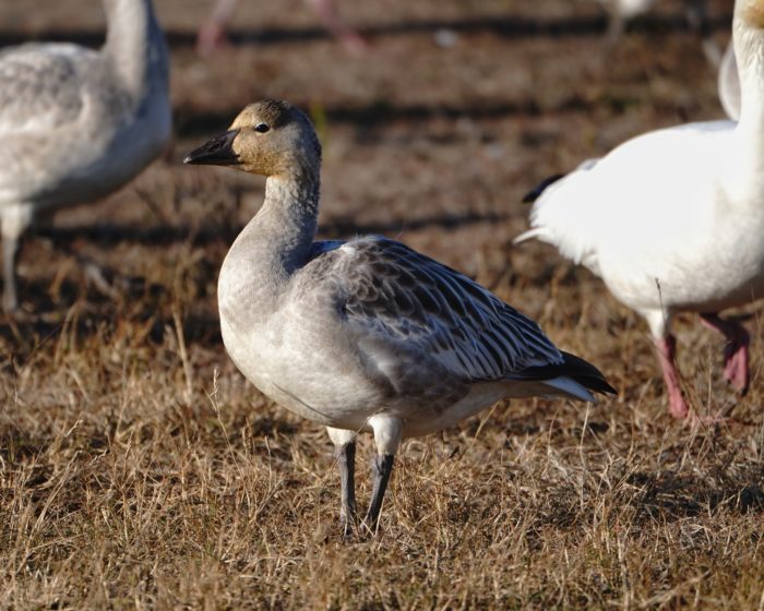 Snow Geese