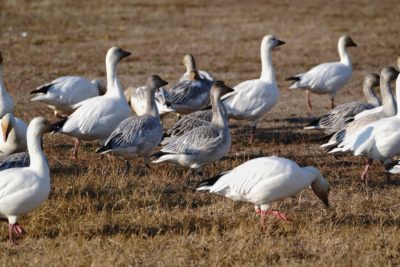 Snow Geese