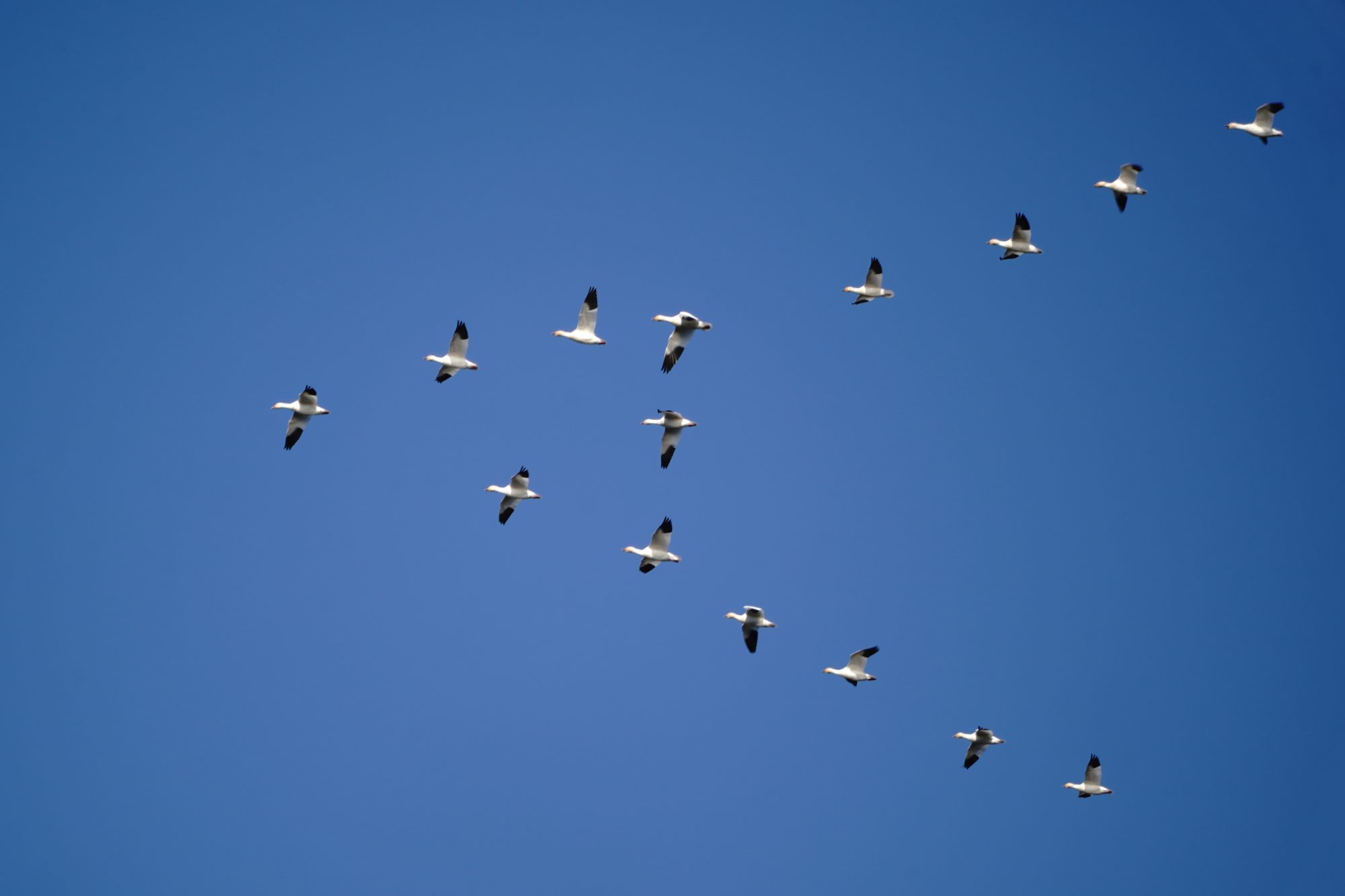 Snow Geese in flight