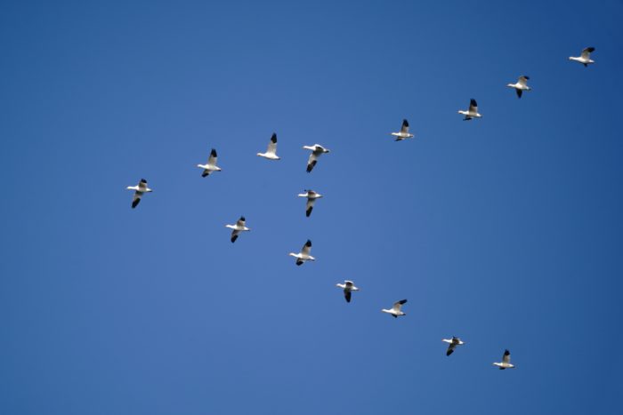 Snow Geese in flight